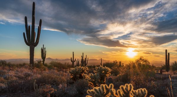 Arizona Desert